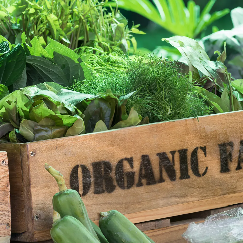 Team Plant-based food